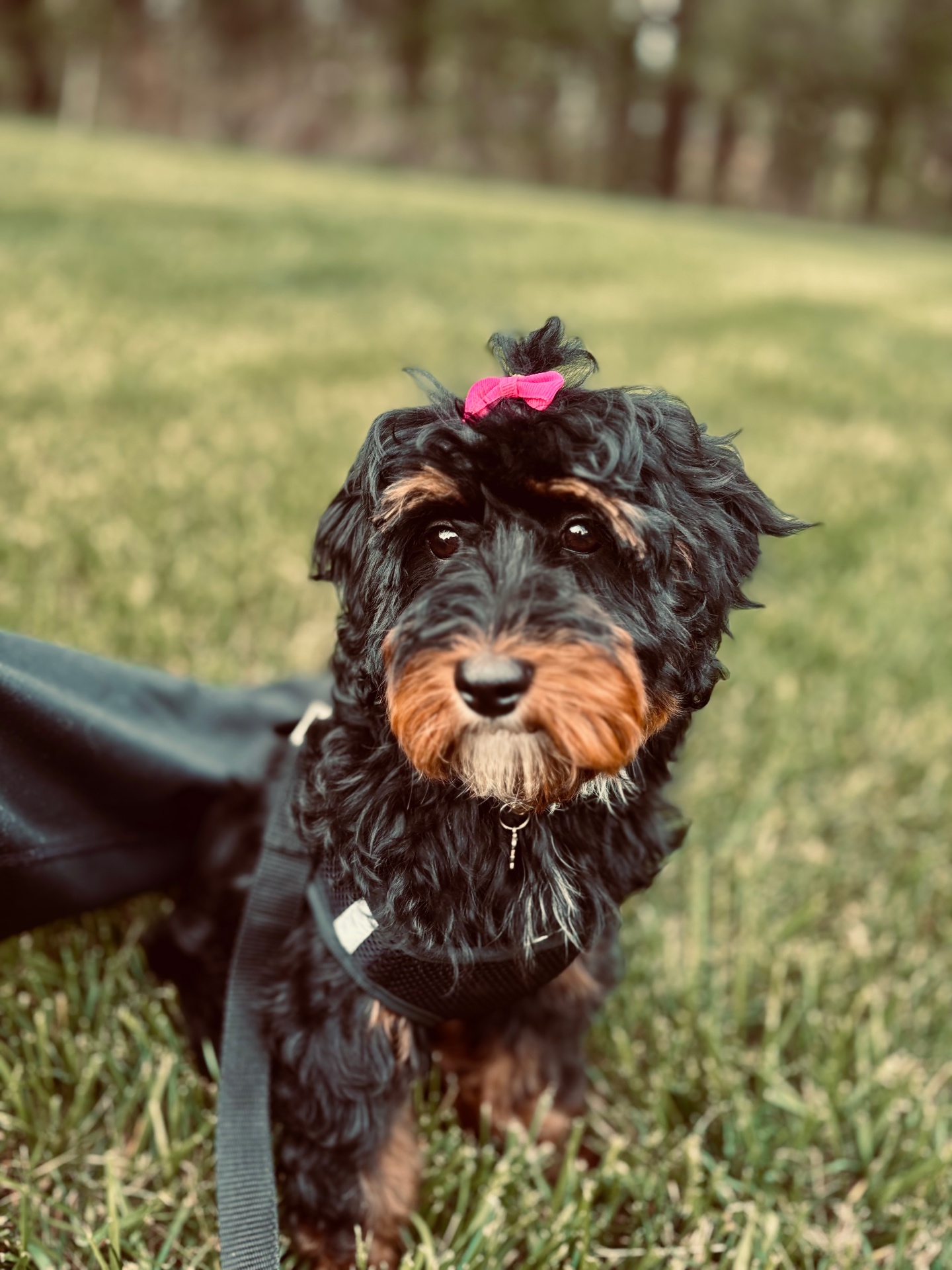 Happy pup in the grass with a pink bow after her grooming