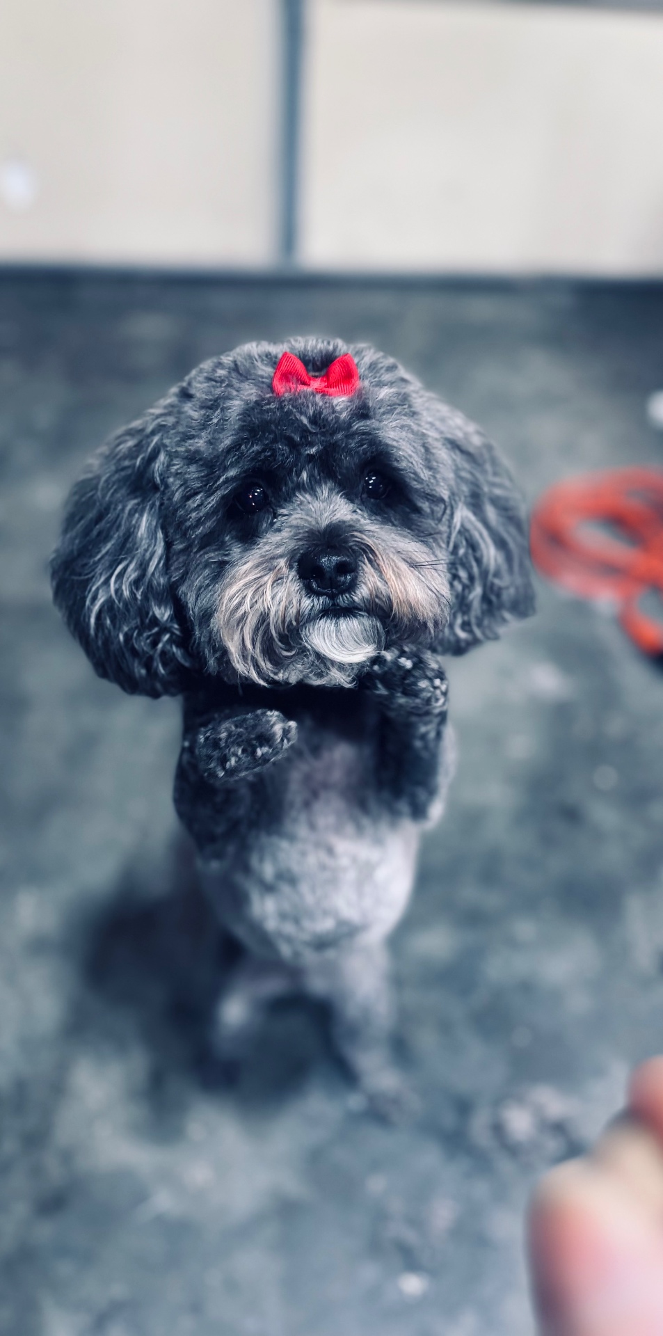 Freshly groomed pup with a tiny red bow, looking up after a spa session